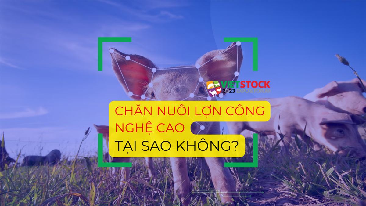 chan nuoi lon cong nghe cao 1