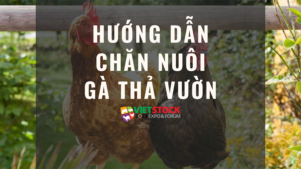 huong dan chan nuoi ga tha vuon tu a den z