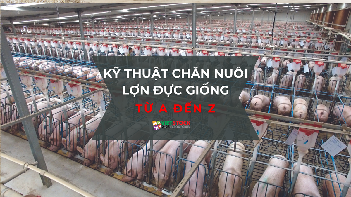 ky thuat chan nuoi lon duc giong 1