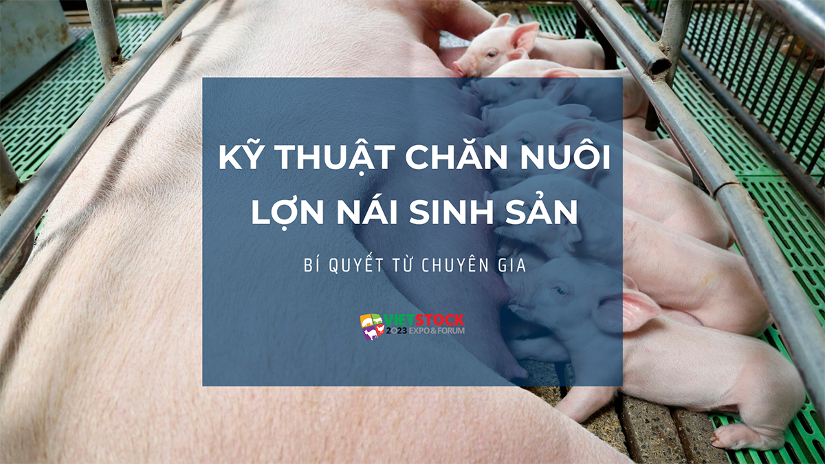 ky thuat chan nuoi lon nai sinh san 11