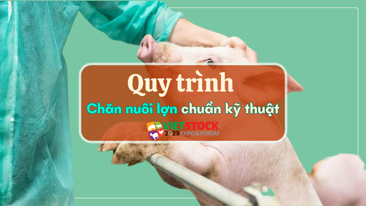 quy trinh chan nuoi lon dung ky thuat