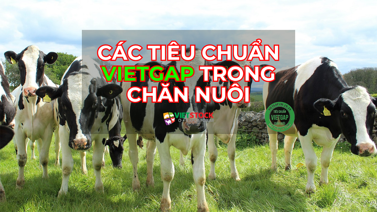 tieu chuan vietgap trong chan nuoi