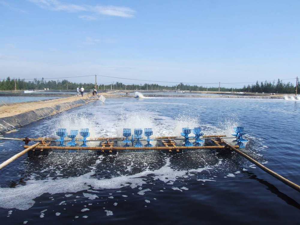 Việc giám sát, xử lý chất thải đúng cách luôn được đặt lên hàng đầu trong nuôi trồng thủy sản