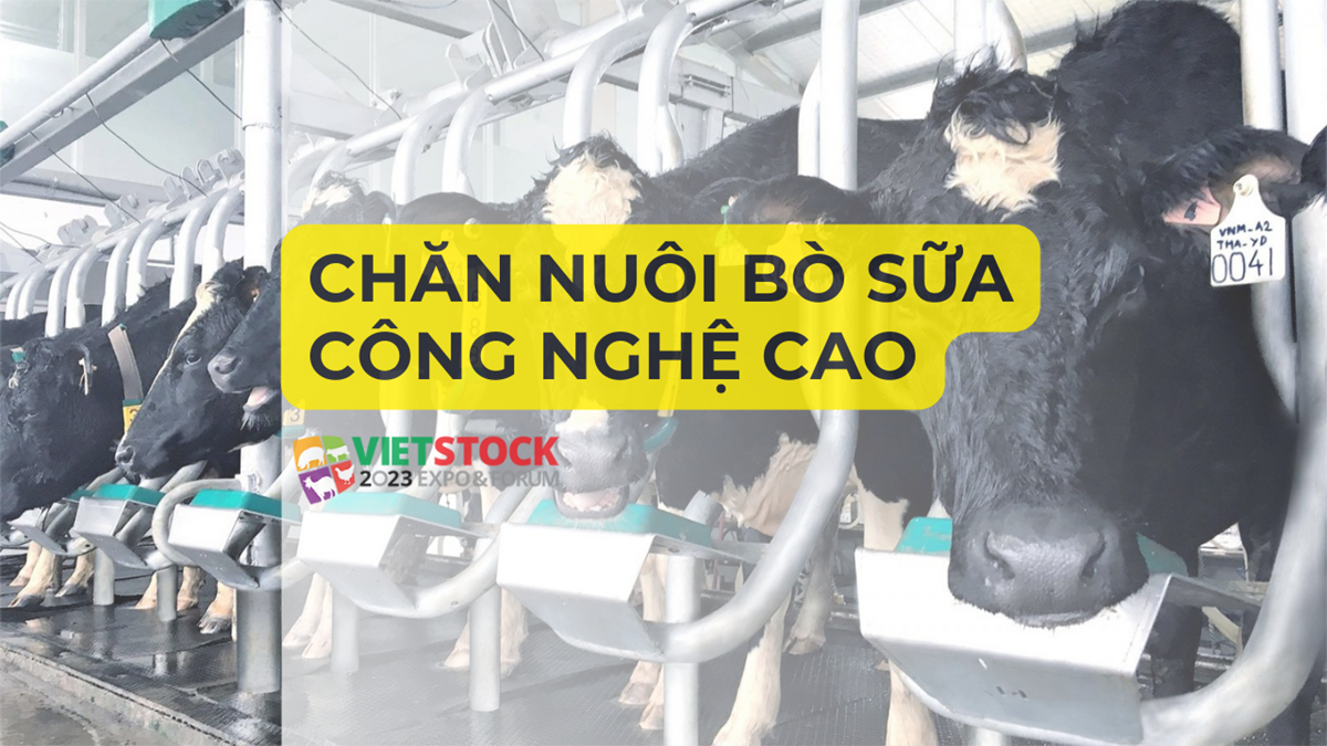 chan nuoi bo sua cong nghe cao 1