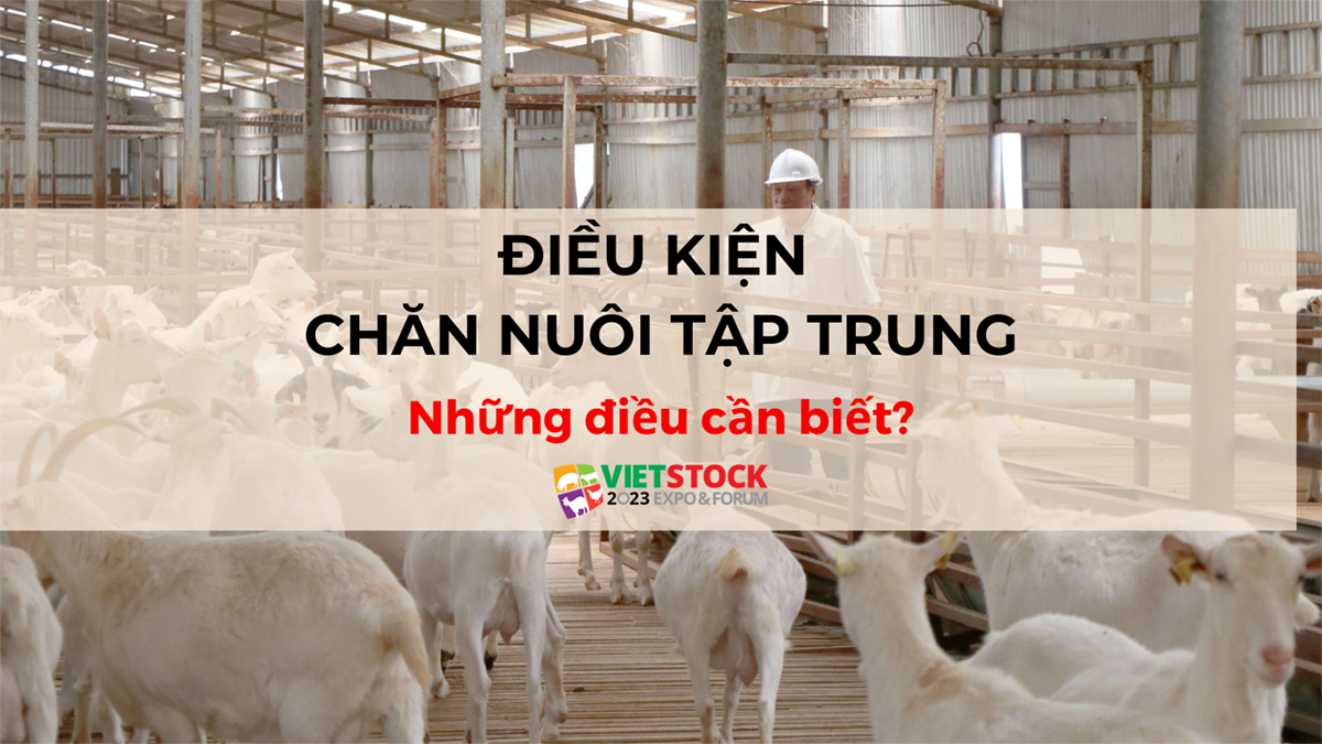 dieu kien chan nuoi tap trung 1