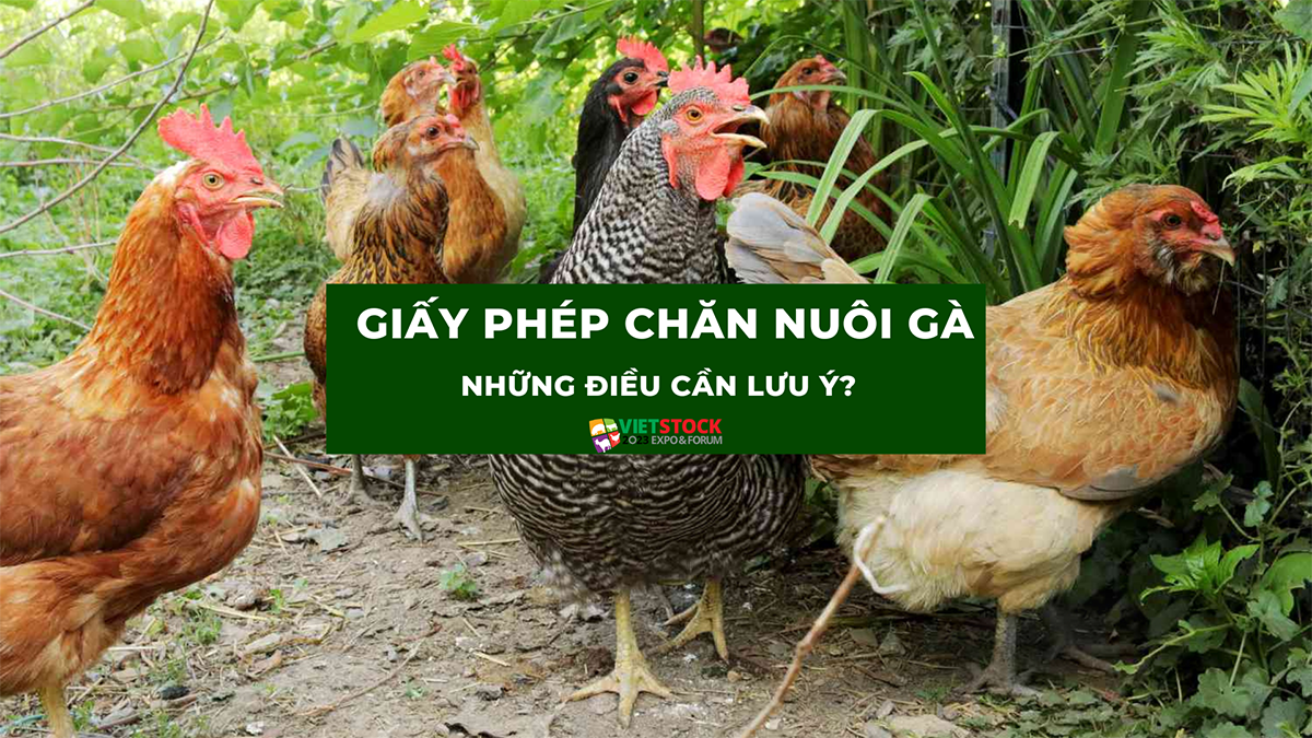 giay phep chan nuoi ga 1