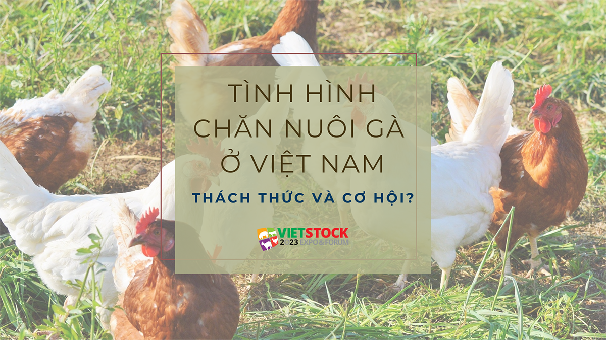 tinh hinh chan nuoi ga o viet nam 1