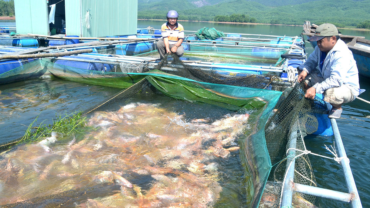 Ngành nuôi trồng thủy sản tại Việt Nam đang gặt hái được nhiều thành công