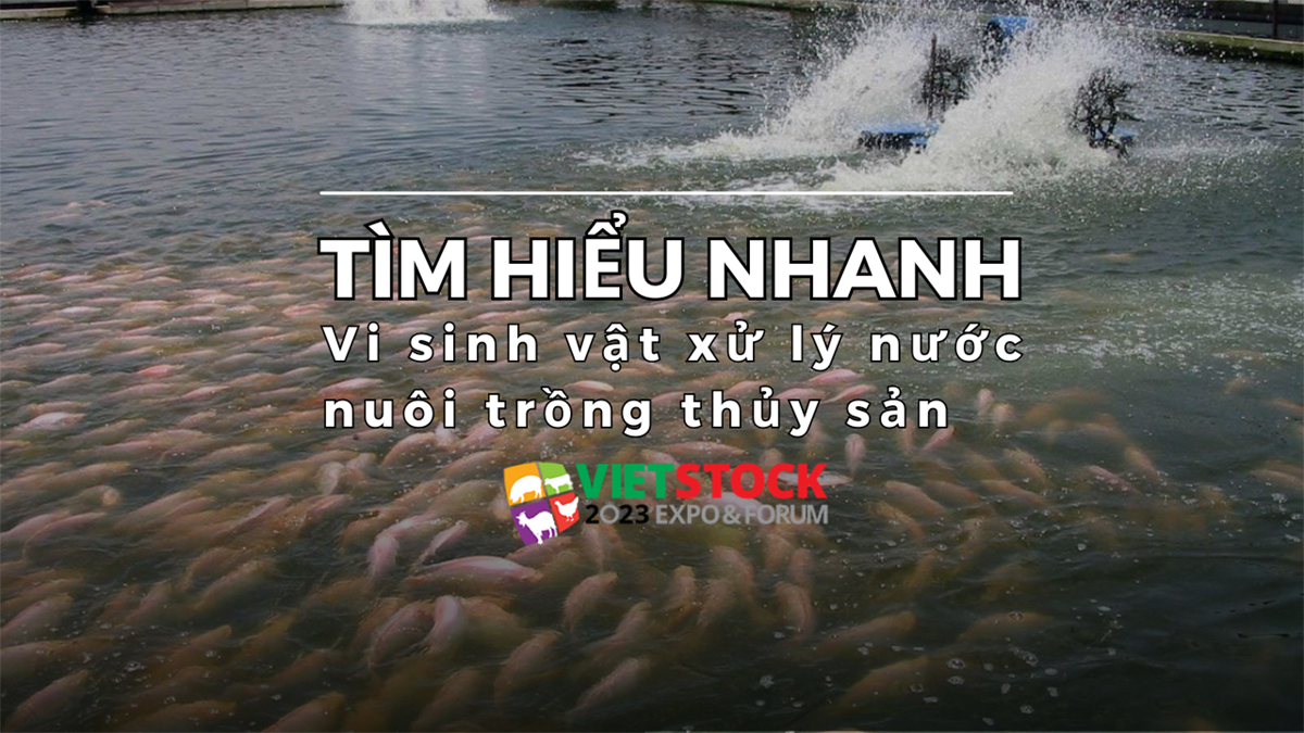 vi sinh vat xu ly nuoc nuoi trong thuy san 1