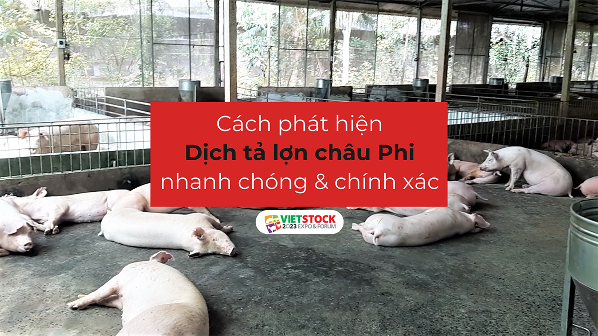 cach phat hien dich ta lon chau phi 1