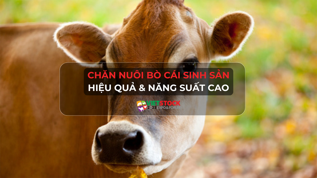 chan nuoi bo cai sinh san 1