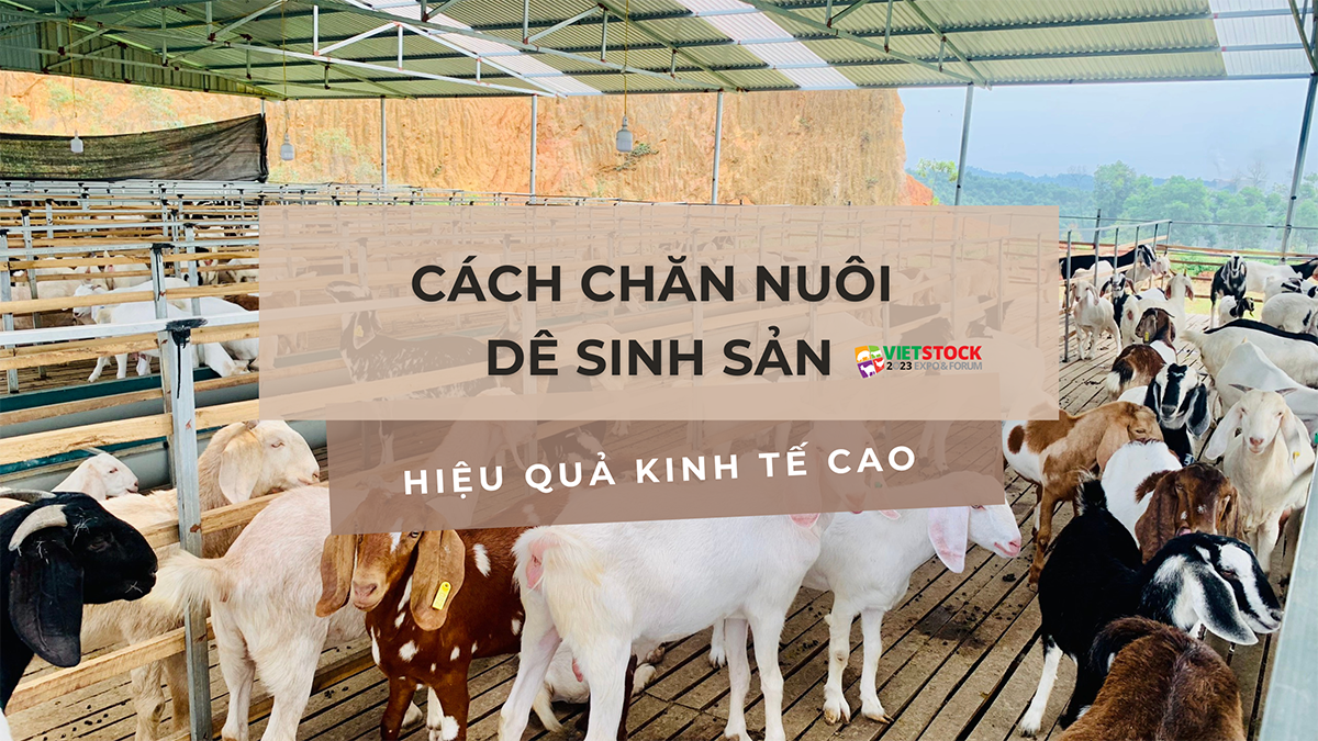 chan nuoi de sinh san 1