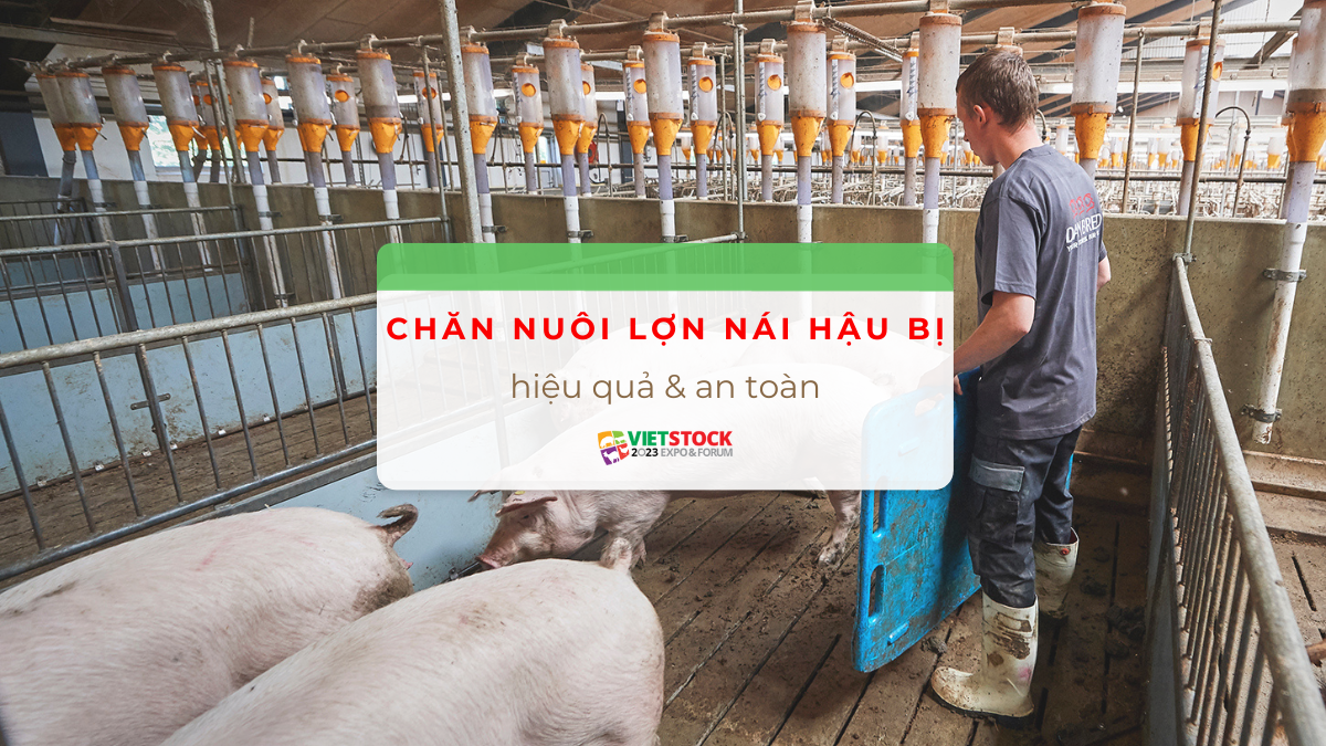 chan nuoi lon nai hau bi 1