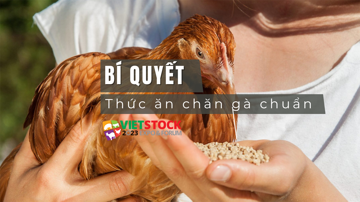 chon thuc an chan nuoi ga 1