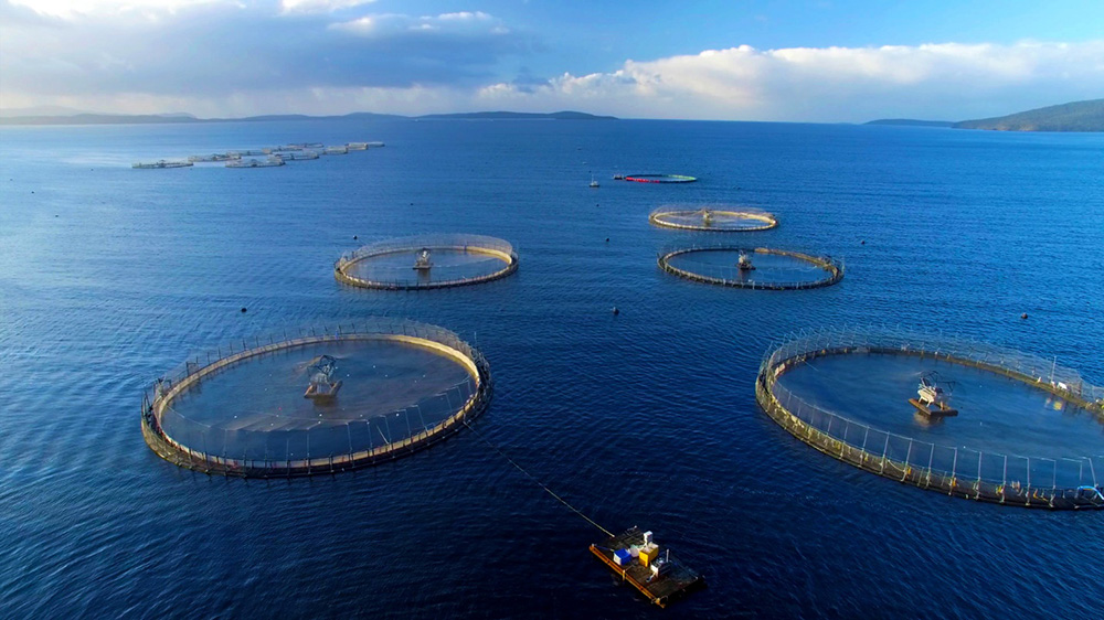 Ngành nuôi trồng thủy sản trên biển hưởng lợi nhiều nhờ tiêu thụ trong nước cao