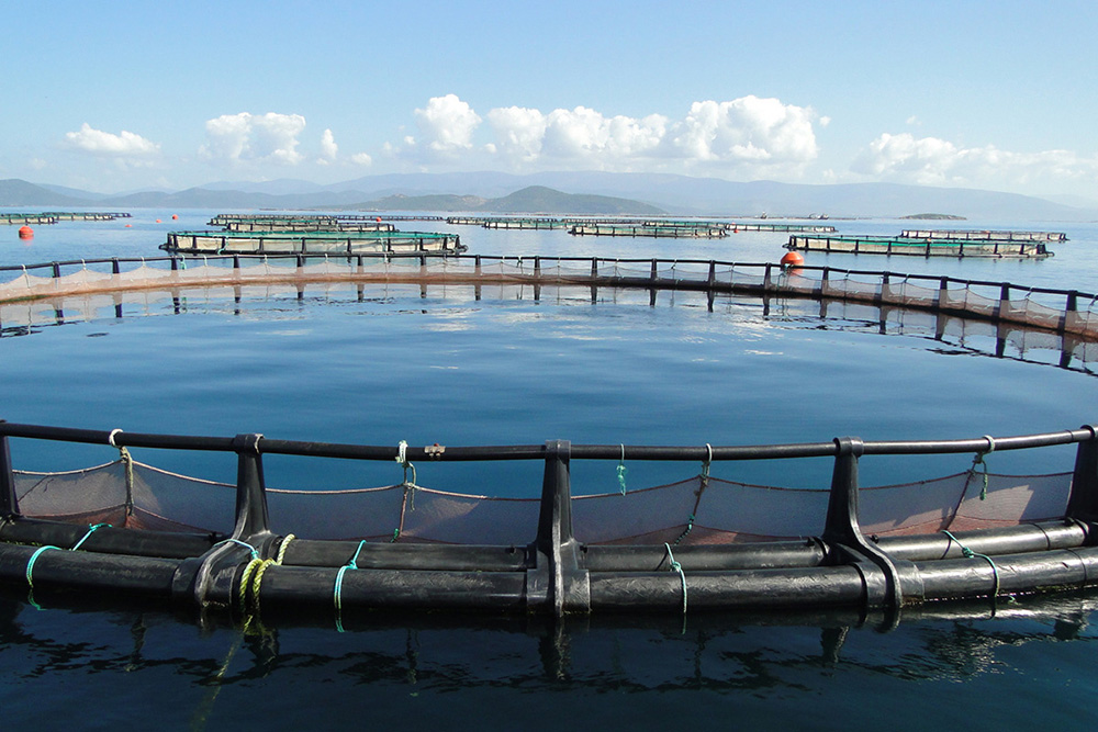 Các giải pháp phát triển nôi trồng thủy sản trên biển