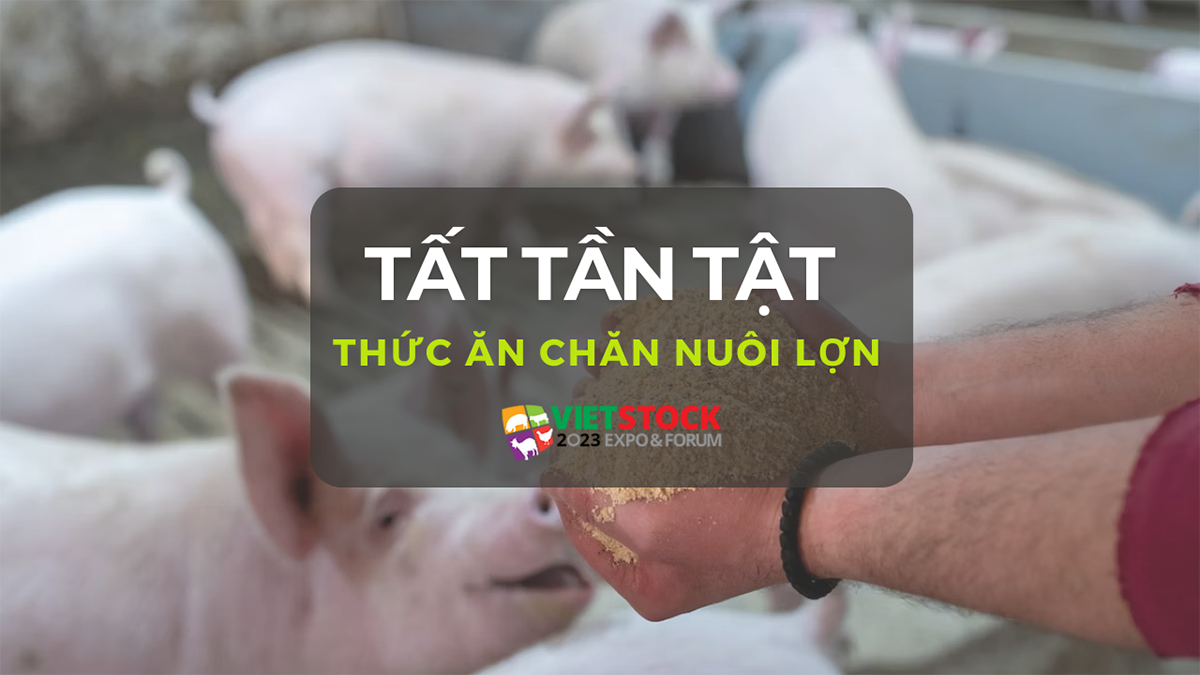 thuc an chan nuoi lon 1