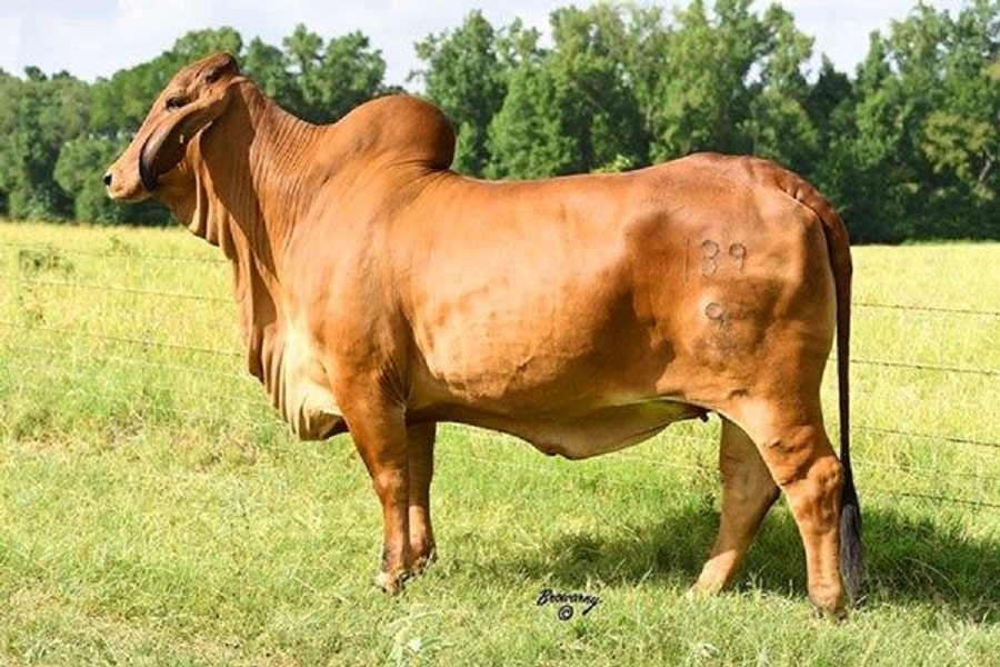 Lựa chọn giống trâu bò phù hợp giúp người nuôi giảm được các rủi ro về bệnh tật và chi phí chăn nuôi