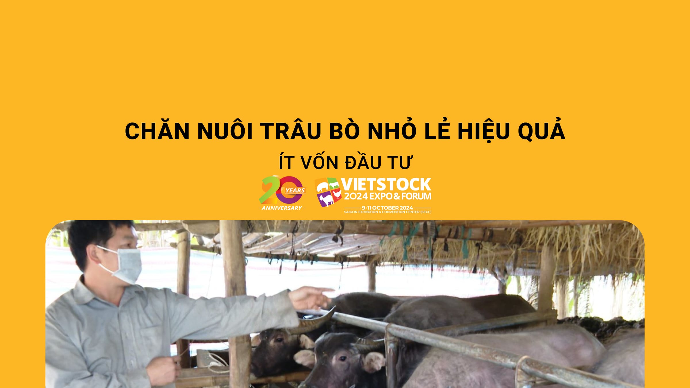 Chăn nuôi trâu bò nhỏ lẻ hiệu quả, ít vốn đầu tư