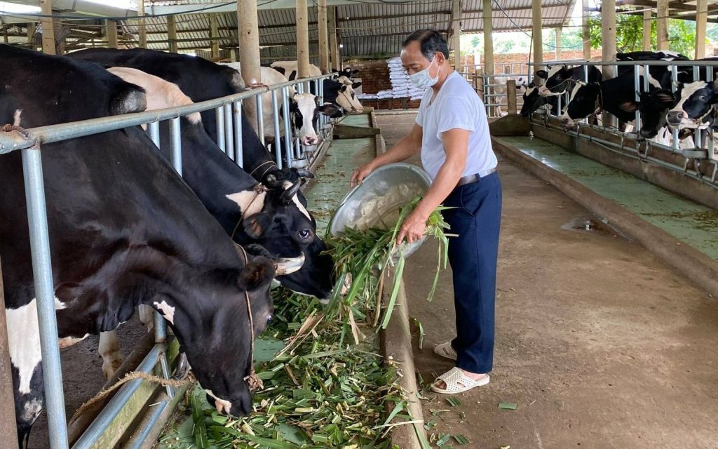 Nắm vững bí quyết dinh dưỡng cho trâu bò là chìa khóa để người nuôi gặt hái thành công trong ngành chăn nuôi