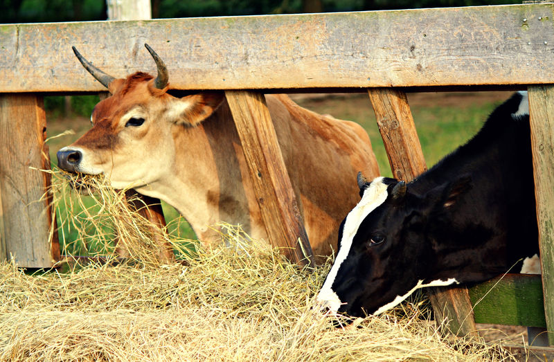 Chọn thức ăn phù hợp là yếu tố quan trọng ảnh hưởng đến sức khỏe, năng suất và chất lượng thịt của trâu bò