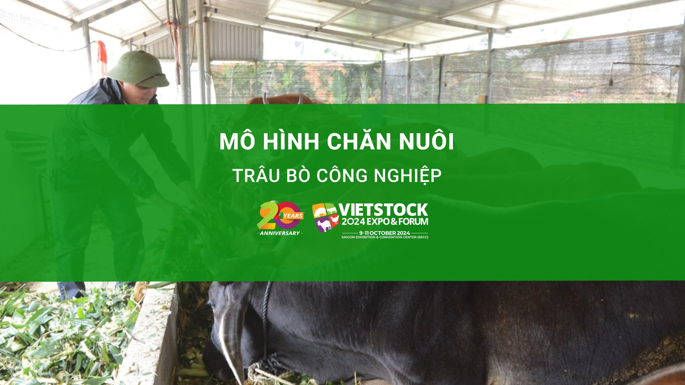 Mô hình chăn nuôi trâu bò công nghiệp - Hướng dẫn chi tiết