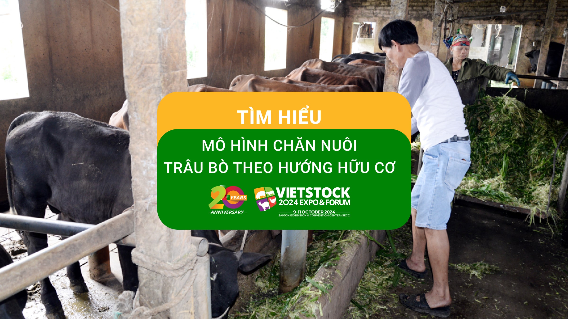 Tìm hiểu về mô hình chăn nuôi trâu bò theo hướng hữu cơ