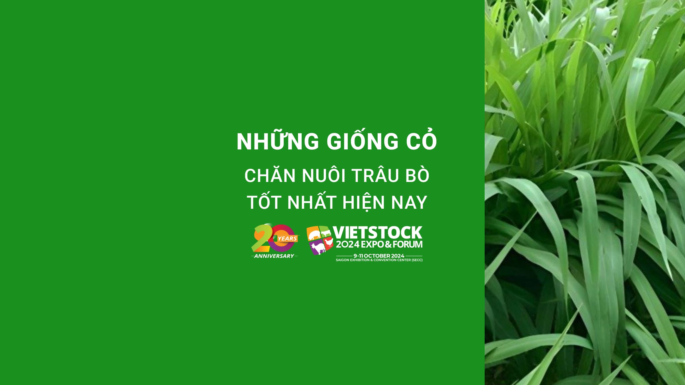 Những giống cỏ chăn nuôi trâu bò tốt nhất hiện nay