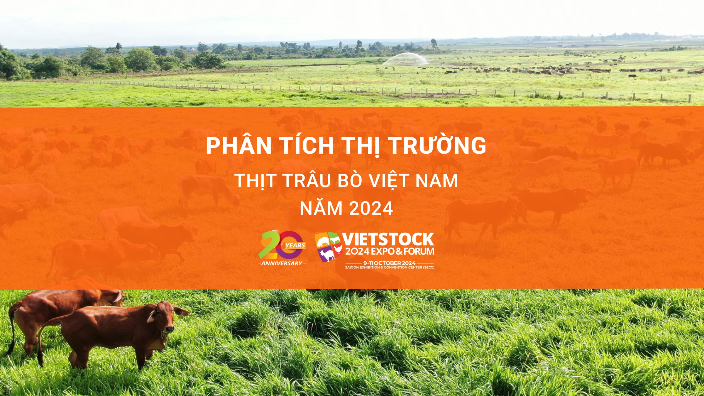 Phân tích thị trường thịt trâu bò Việt Nam năm 2024