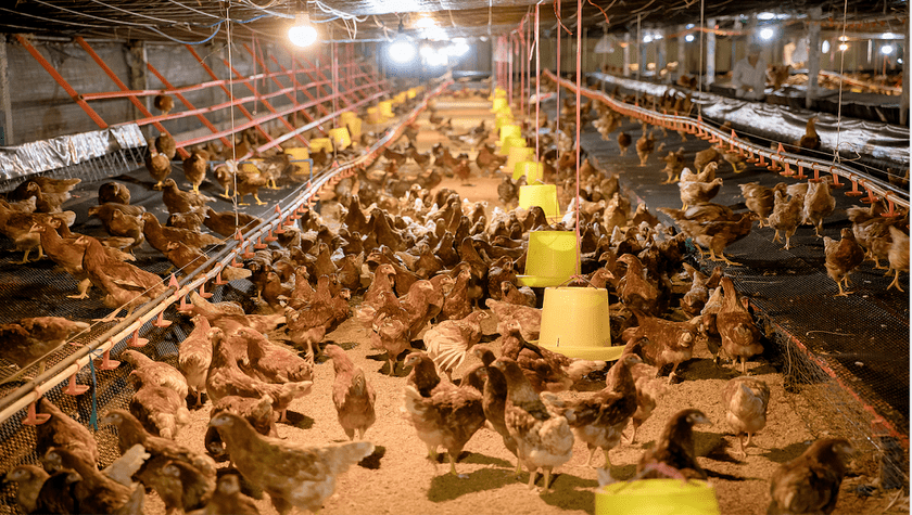 Nhu cầu tiêu thụ thịt gà và trứng gà tăng trưởng mạnh mẽ trong nước và quốc tế, mở ra cơ hội to lớn cho ngành chăn nuôi gà Việt Nam