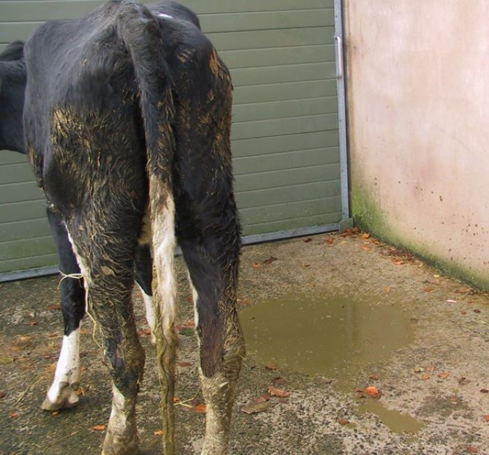 Một con trâu hoặc bò đang bị tiêu chảy, kèm theo các biểu hiện như phân loãng, có thể lẫn máu, mùi tanh