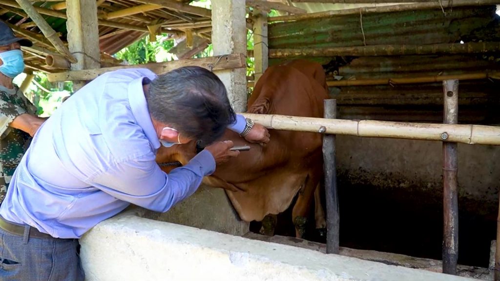 Căn bệnh ngộ độc ở trâu bò do thức ăn: Nguy hiểm tiềm ẩn và cách phòng ngừa