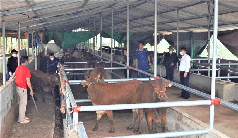 Việc áp dụng các biện pháp phòng chống dịch bệnh hiệu quả là vô cùng cần thiết để đảm bảo vật nuôi khoẻ mạnh
