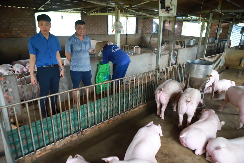 Ngành chăn nuôi đóng vai trò trụ cột trong nền kinh tế nông nghiệp Việt Nam, đóng góp khoảng 26,2% vào GDP chung toàn ngành nông nghiệp