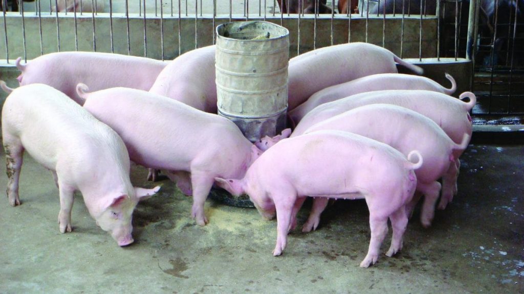Lựa chọn giống lợn phù hợp đóng vai trò then chốt trong việc chăn nuôi lợn hiệu quả, quyết định trực tiếp đến năng suất