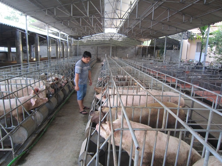 Chuồng trại đóng vai trò nền tảng cho việc chăn nuôi lợn hiệu quả, ảnh hưởng trực tiếp đến sức khỏe