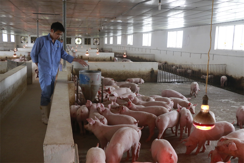 Ứng dụng khoa học kỹ thuật vào chăn nuôi lợn là giải pháp thiết yếu để nâng cao hiệu quả sản xuất, giảm thiểu rủi ro và đảm bảo an toàn thực phẩm