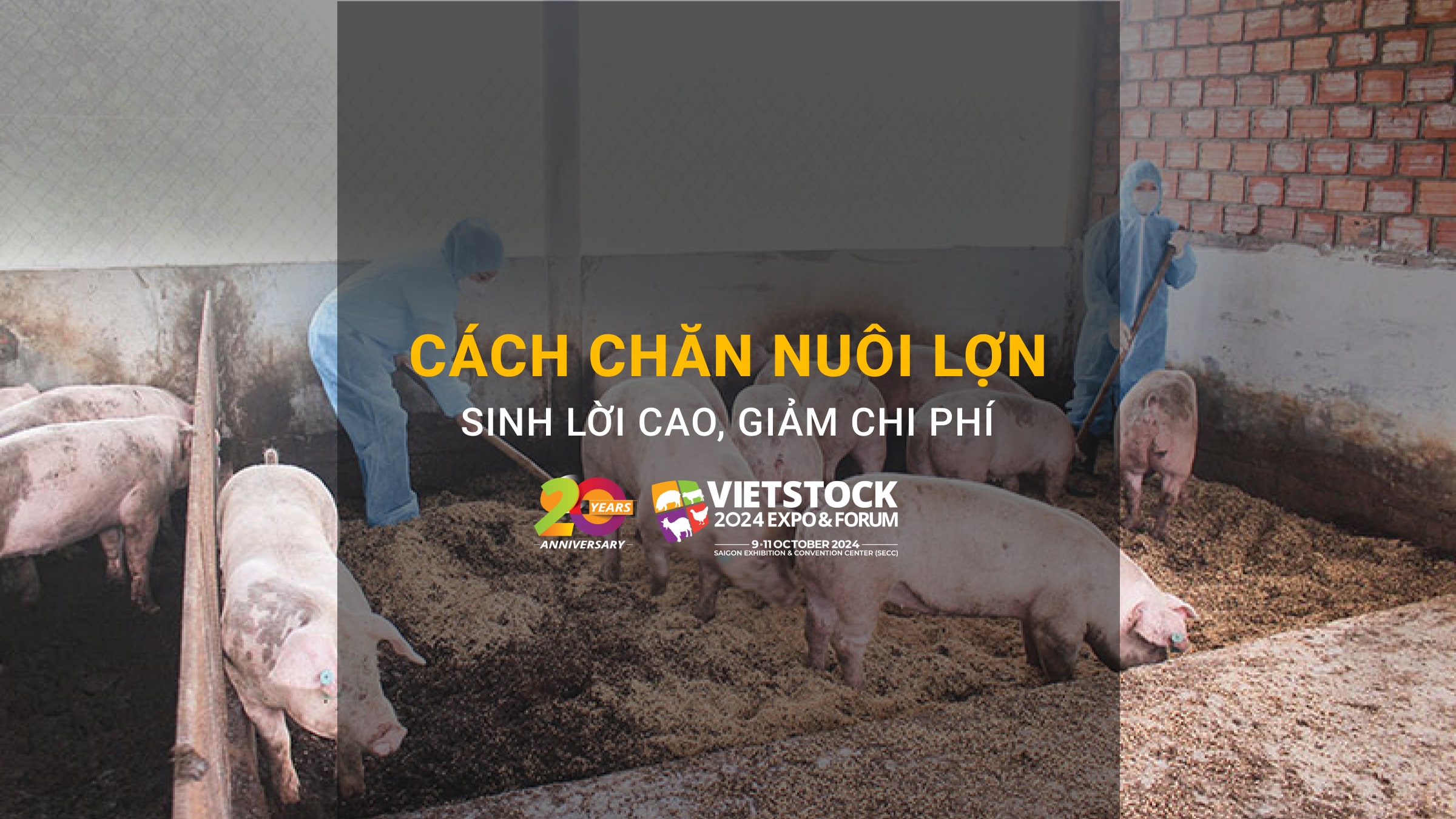 Cách chăn nuôi lợn sinh lời cao, giảm chi phí