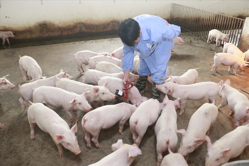Với tỷ trọng đóng góp hơn 27% GDP ngành Nông nghiệp, chăn nuôi lợn mang lại nguồn thu nhập chính cho người nông dân