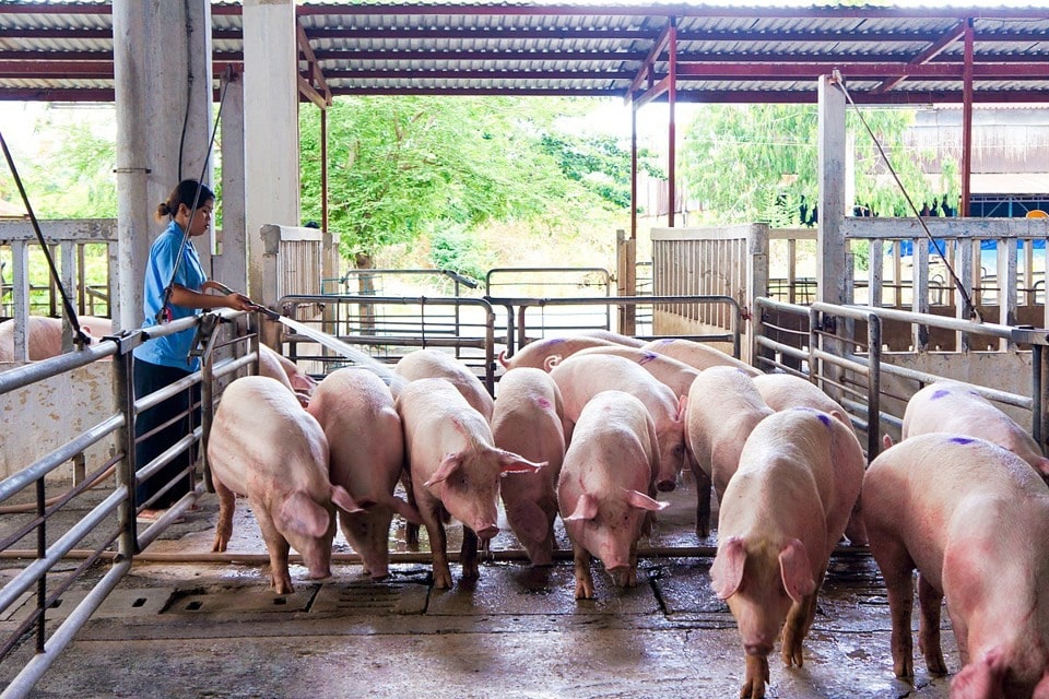 Chăn nuôi lợn 4.0 đã khẳng định hiệu quả vượt trội trong việc tối ưu chi phí, gia tăng lợi nhuận và nâng cao hiệu quả kinh tế cho người chăn nuôi