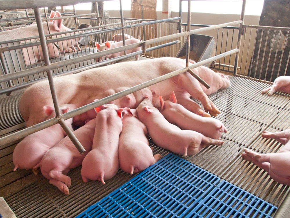 Người chăn nuôi nên chọn những giống lợn phù hợp với điều kiện khí hậu, thổ nhưỡng tại địa phương, có khả năng thích nghi tốt, ít bệnh tật và phù hợp với nhu cầu thị trường