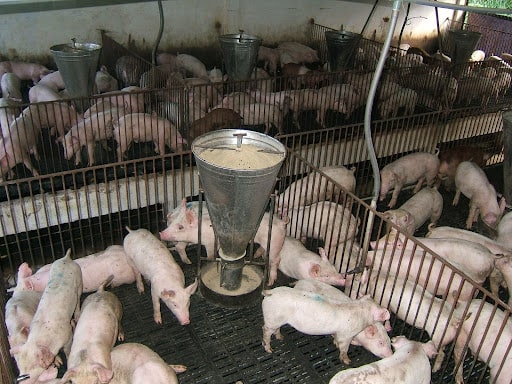 Chuồng trại là nơi sinh sống của đàn lợn, do đó cần được thiết kế khoa học, đảm bảo an toàn, vệ sinh và thông thoáng