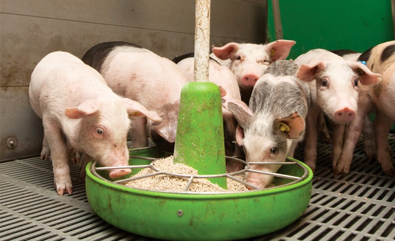 Thức ăn và nước uống đóng vai trò quan trọng trong việc cung cấp dinh dưỡng cho lợn phát triển