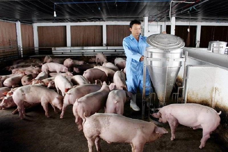 Những kỹ thuật chăn nuôi tiên tiến sẽ giúp người chăn nuôi nâng cao năng suất, chất lượng thịt lợn