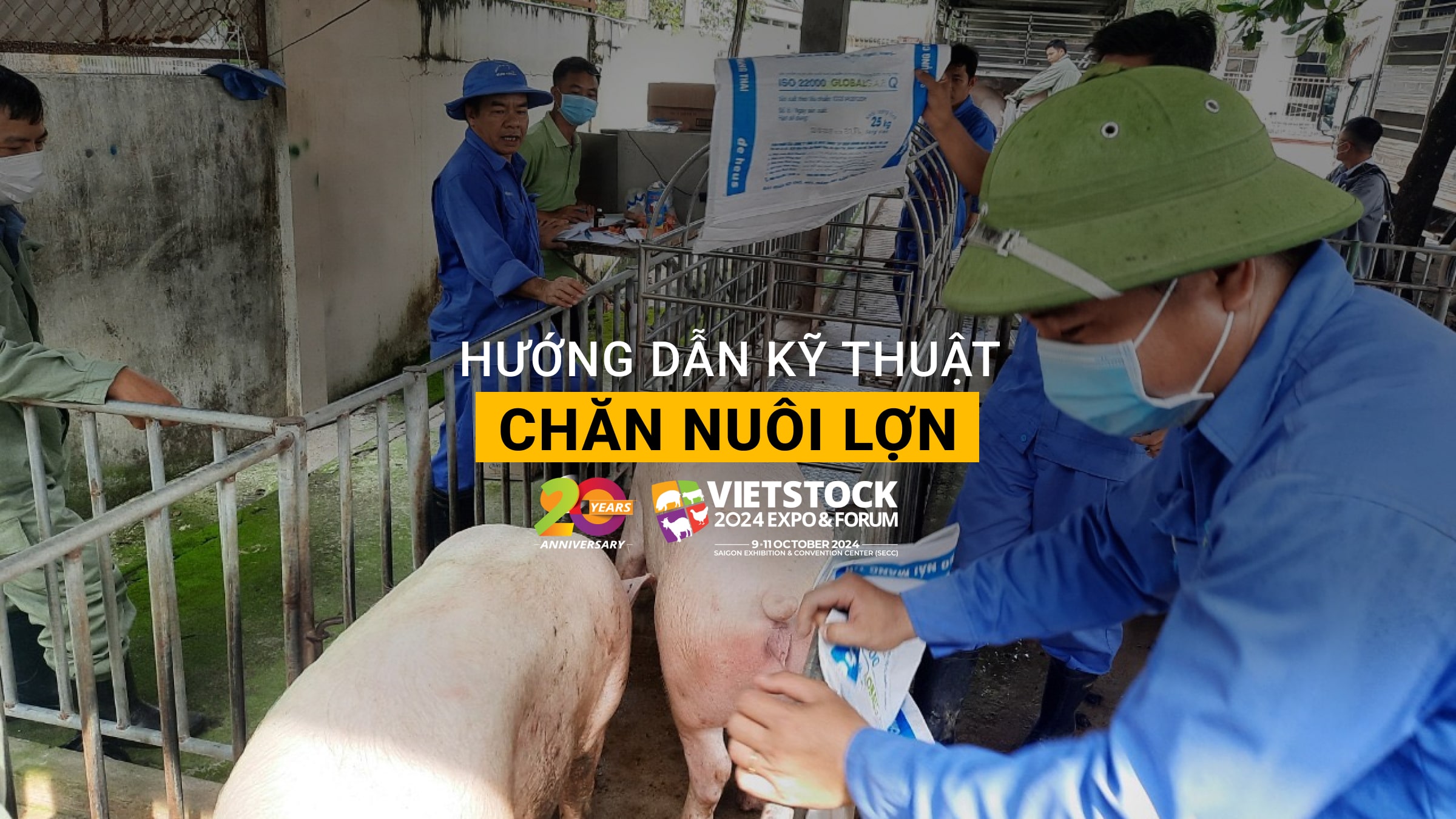 Hướng dẫn kỹ thuật chăn nuôi lợn an toàn, năng suất cao