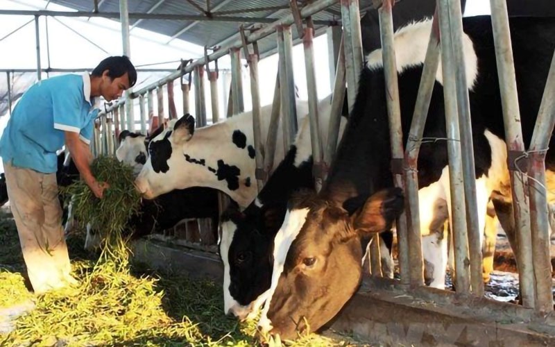 Phụ phẩm nông nghiệp cho chăn nuôi trâu bò từ ngành sản xuất lương thực