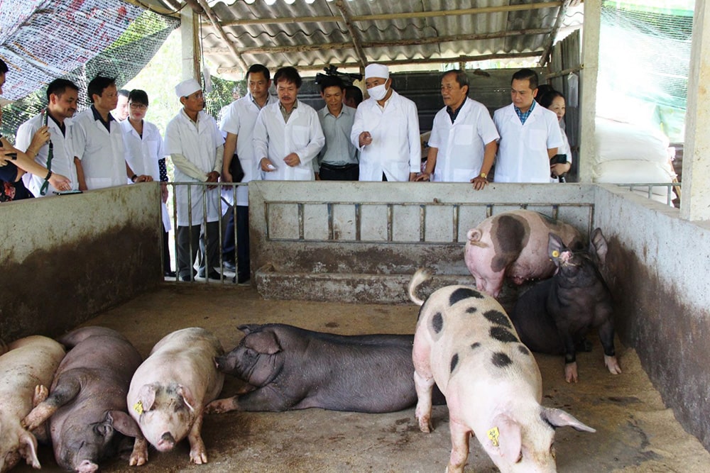 Để đảm bảo phát triển ngành chăn nuôi lợn bền vững, bảo vệ môi trường và sức khỏe cộng đồng, Chính phủ Việt Nam đã ban hành quy định mới về khoảng cách an toàn tối thiểu giữa trang trại chăn nuôi lợn