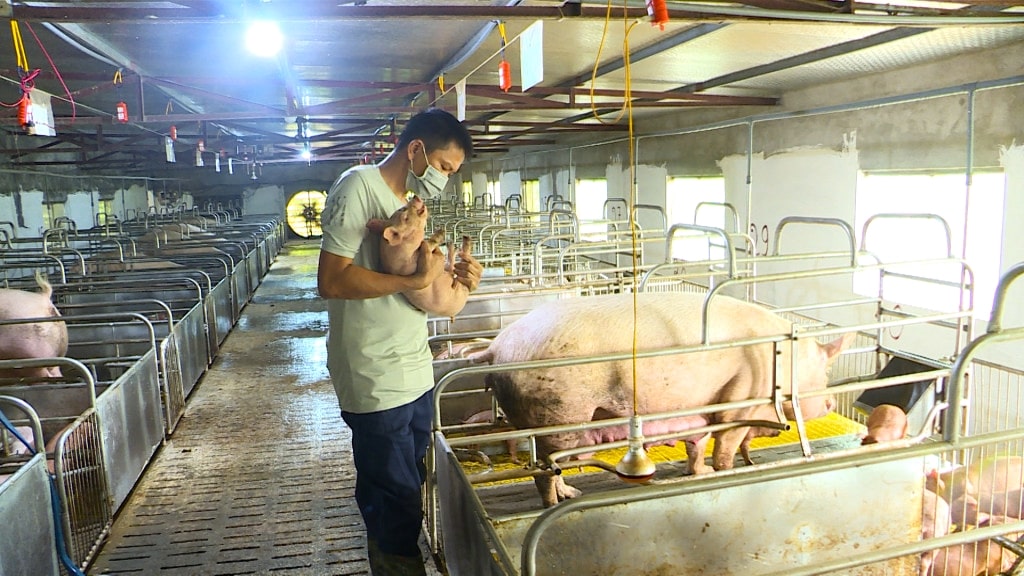 Người chăn nuôi cần chủ phòng trừ dịch bệnh, kiểm soát ô nhiễm môi trường để tránh dịch bệnh phát sinh