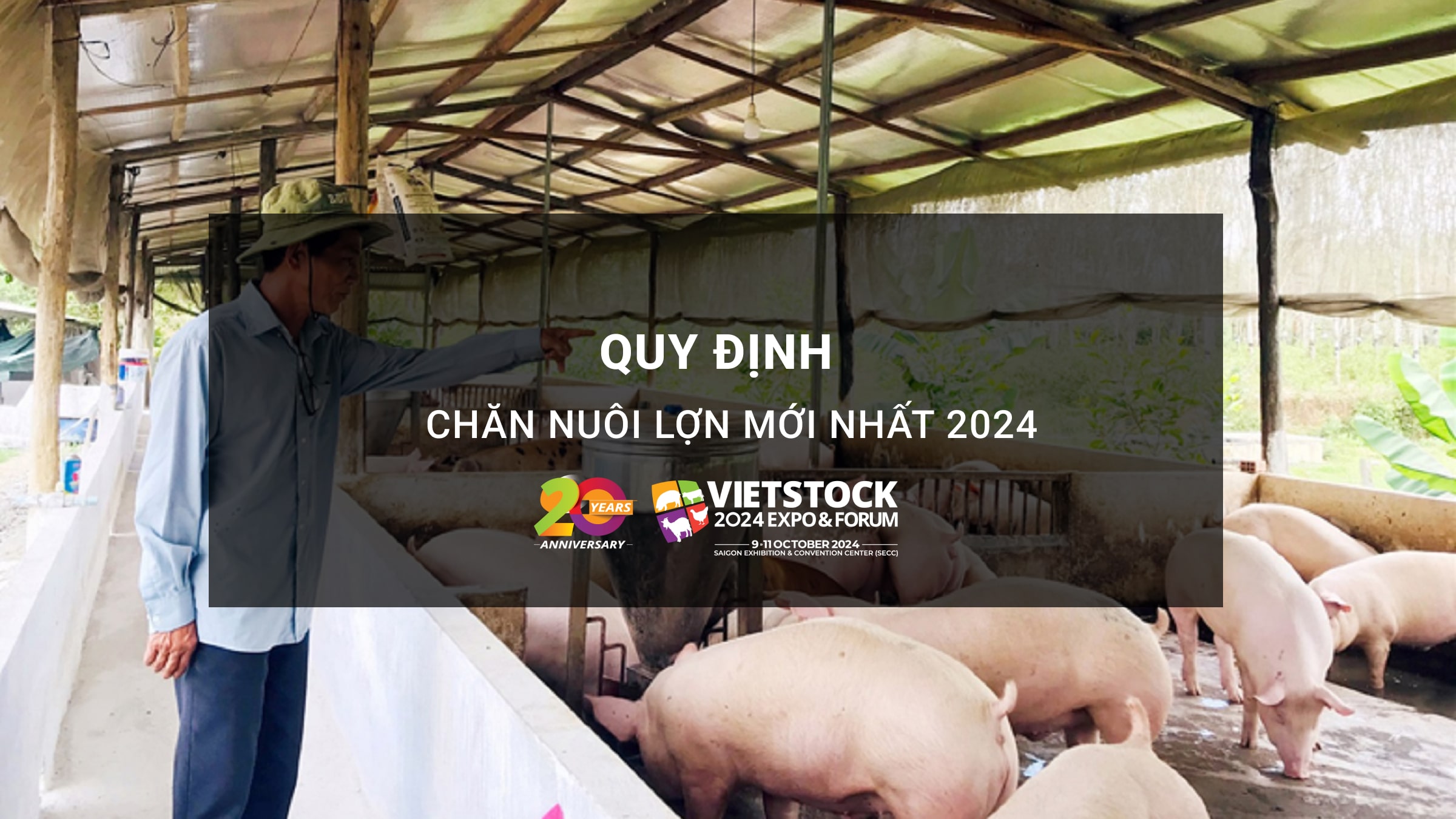 Quy định chăn nuôi lợn mới nhất 2024