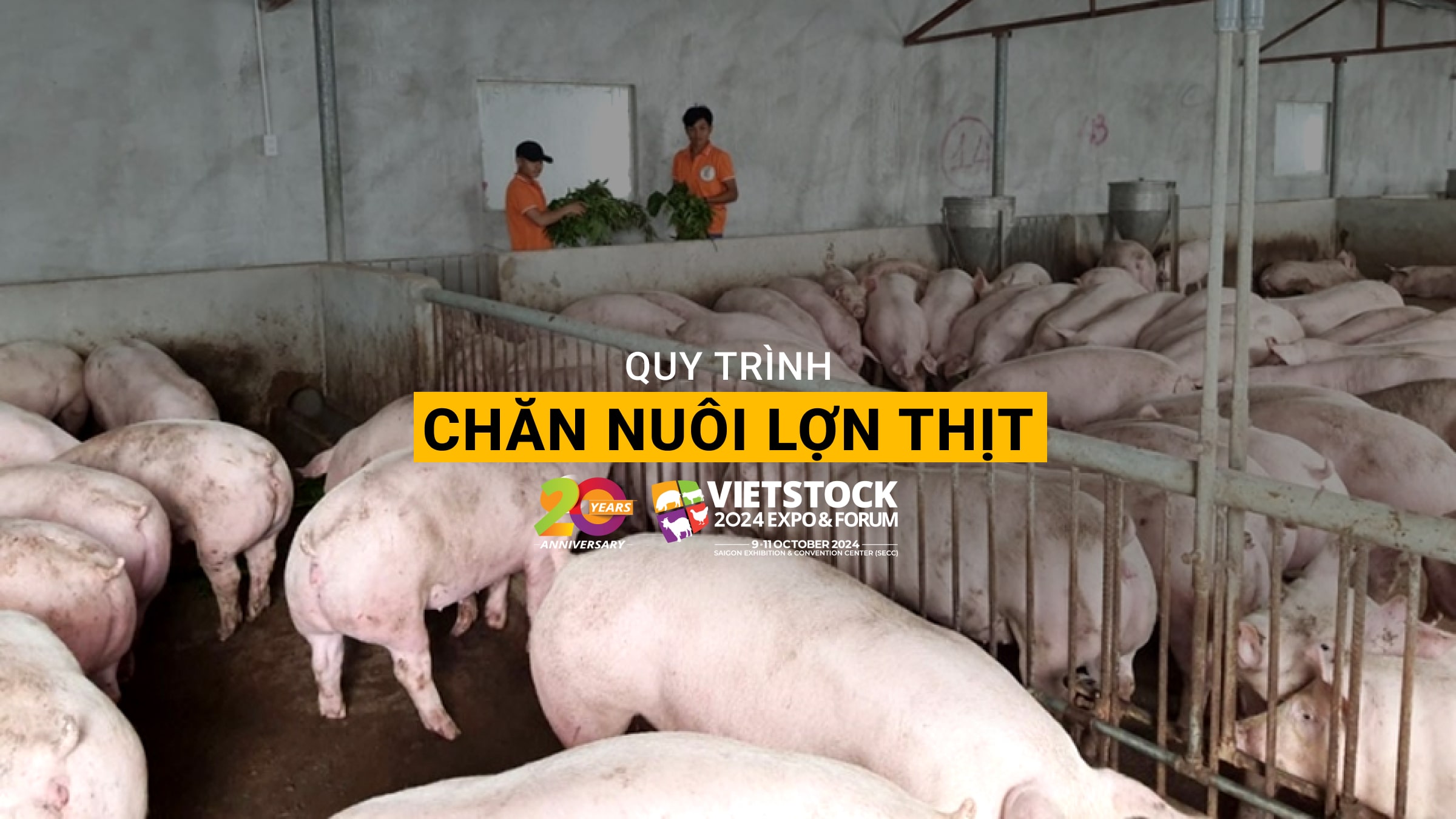 Quy trình chăn nuôi lợn thịt, bạn cần nắm rõ!